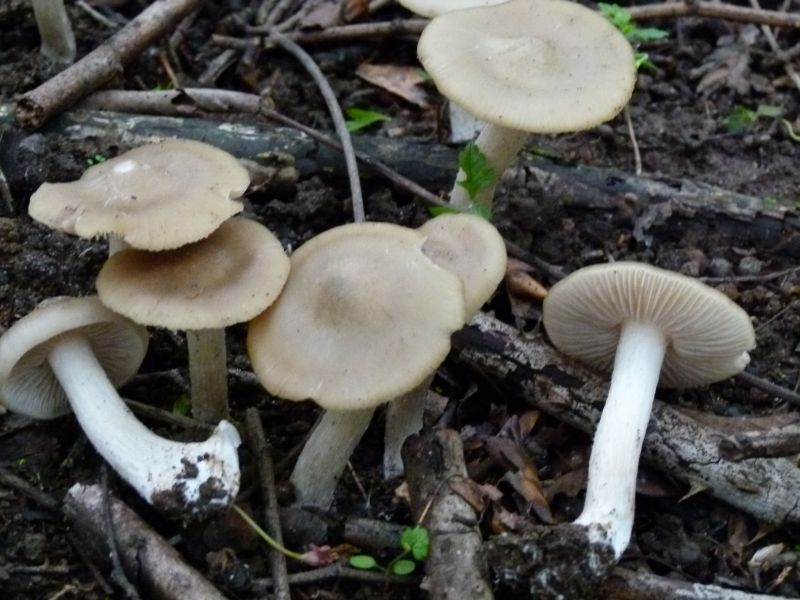 Schild Rötling 1 F.jpg