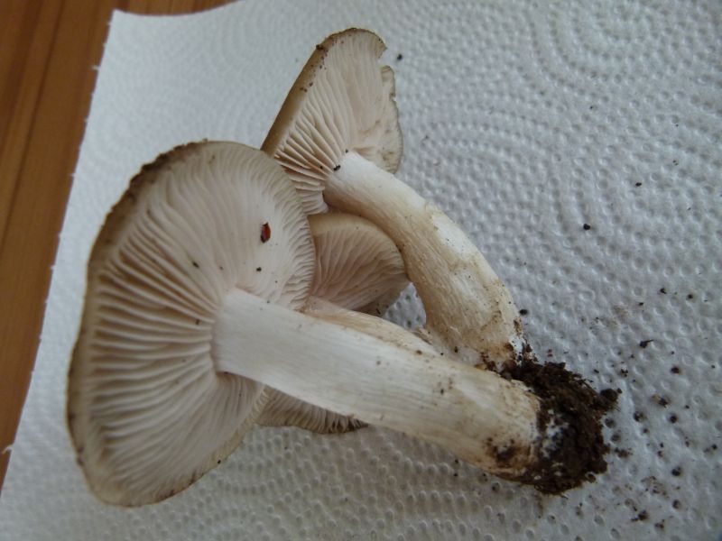 Schild Rötling 2 F.jpg