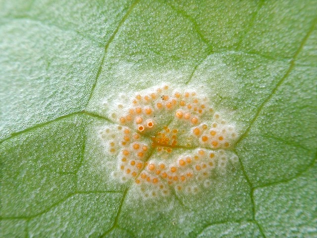Puccinia_sessilis_var._sessilis.jpg