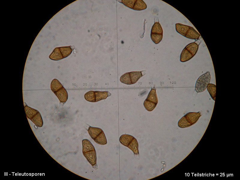 3-Puccinia liliacearum-III-1.8.2.9.15.427M2-Ornithogalum umbellatum.JPG