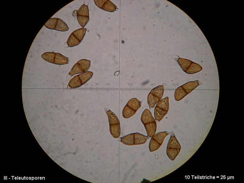 3-Puccinia liliacearum-III-1.8.2.9.15.427M3-Ornithogalum umbellatum.JPG