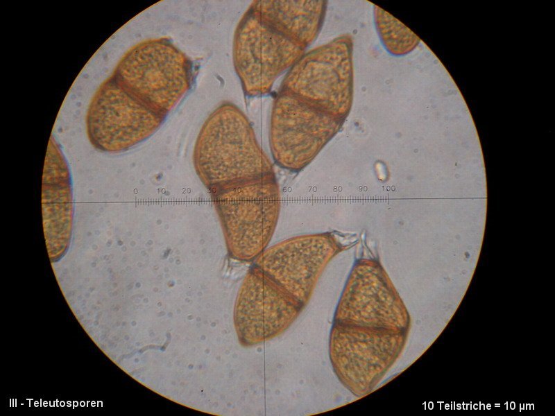 3-Puccinia liliacearum-III-1.8.2.9.15.427M7-Ornithogalum umbellatum.JPG