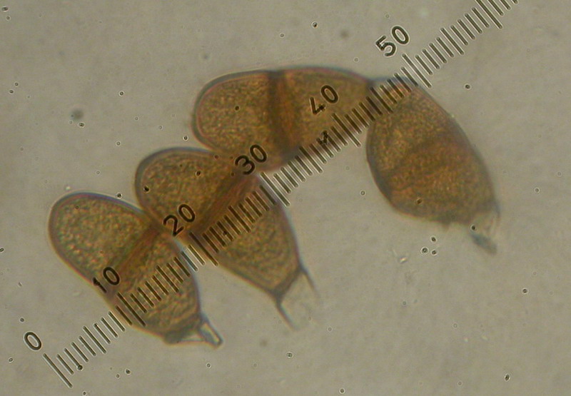 3-Puccinia liliacearum-III-1.8.2.9.15.427M9-MB-Ornithogalum umbellatum.JPG