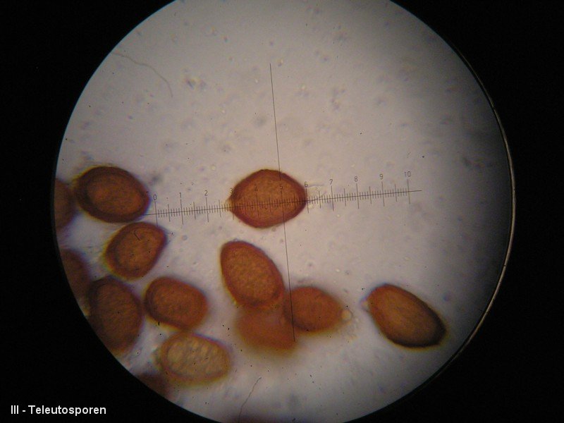 3-Uromyces ornithogali-III-1.8.2.9.18.181M1-JKGagea villosa.JPG