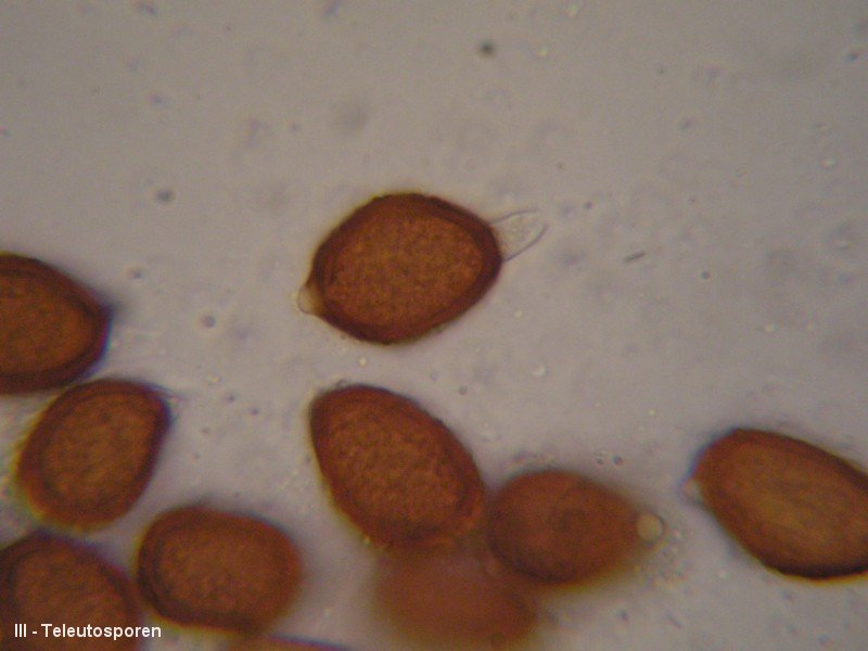 3-Uromyces ornithogali-III-1.8.2.9.18.181M2-JKGagea villosa.JPG