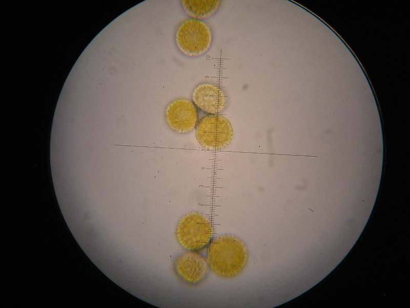 1000er ÖBG (11).JPG