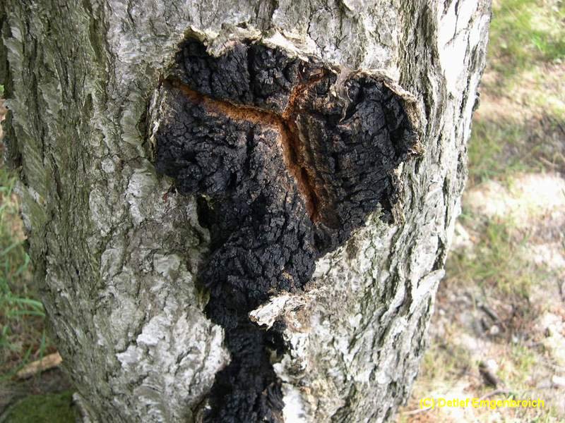 Inonotus obliquus-1.3.4.5.2.10a.jpg