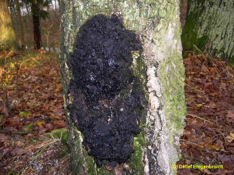 Inonotus obliquus-b.jpg