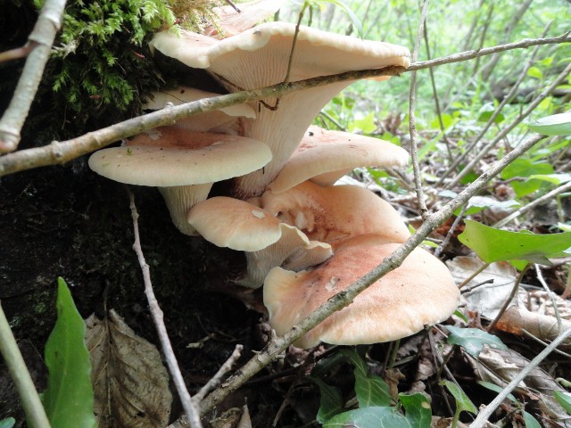 DSC03823 (640x480).jpg