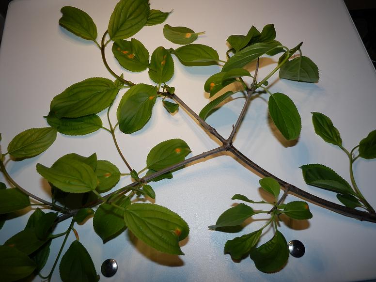 Unbekannte Pflanze_3.JPG