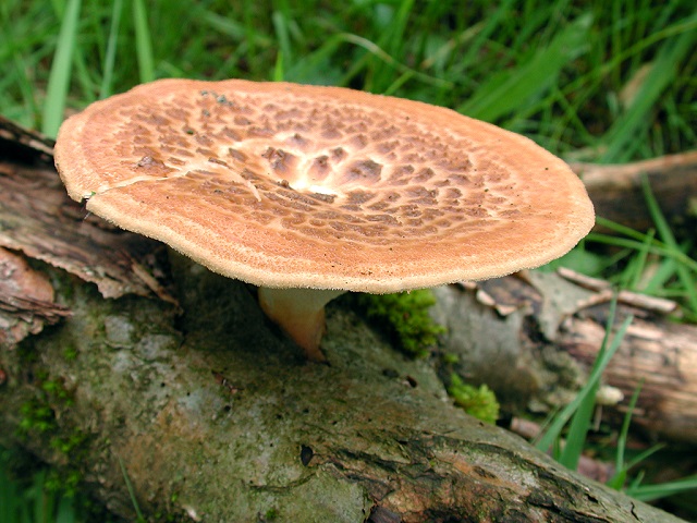 Polyporus_tuberaster.jpg