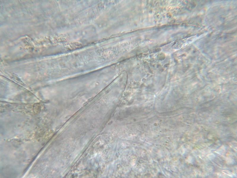 Puccinia coronata_2.JPG