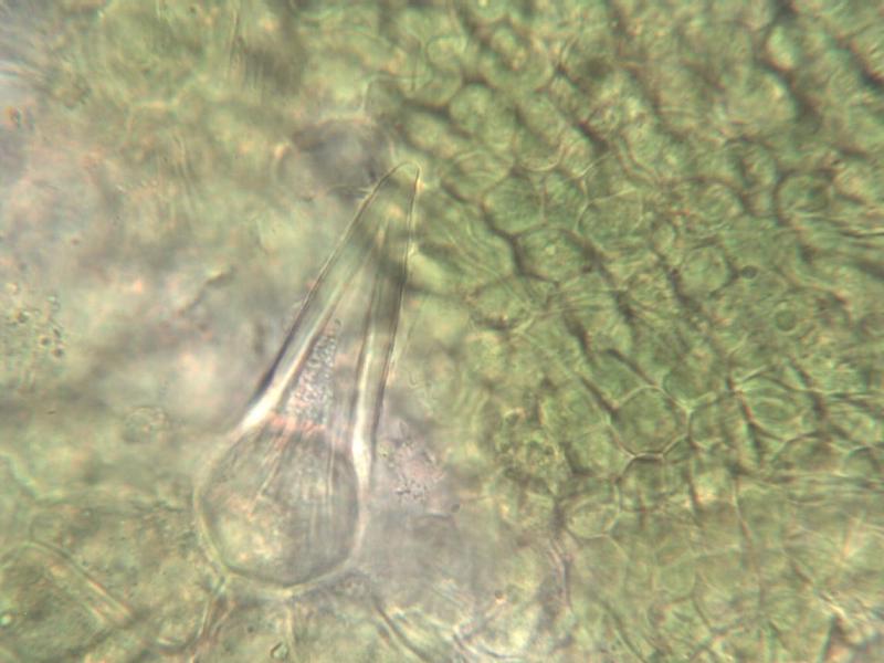 Puccinia coronata_3.JPG