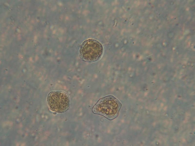 Puccinia coronata_4.JPG