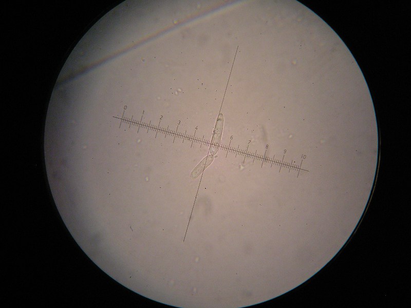 1000er ÖBG (16).JPG