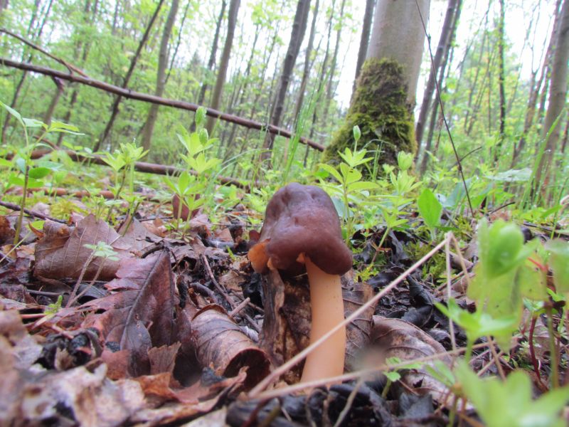 V. digitaliformis.jpg