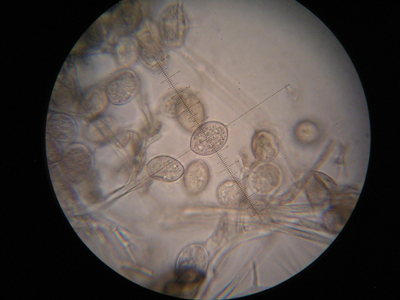 1000er ÖBG (16).JPG