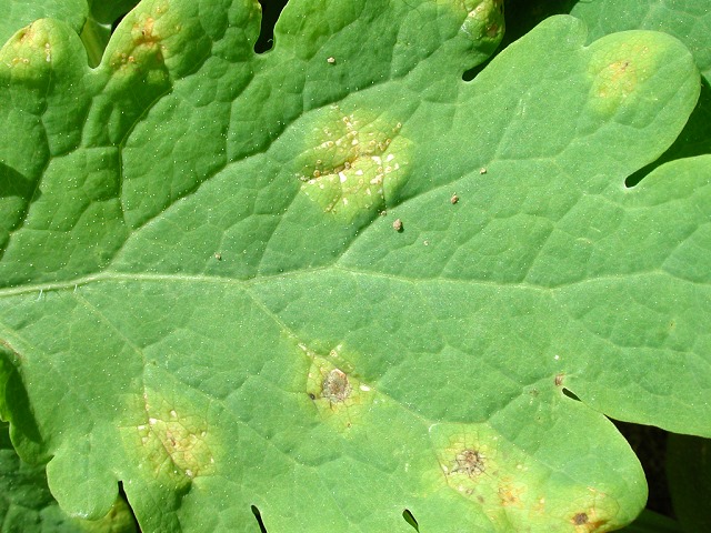Puccinia_magnusiana.jpg