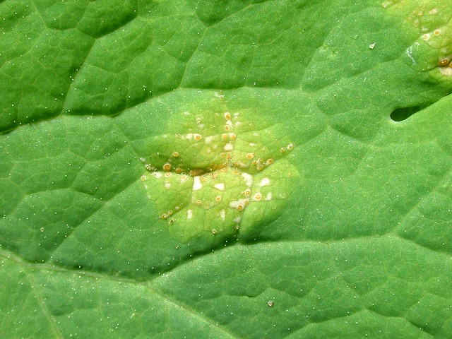 Puccinia_magnusiana2.jpg