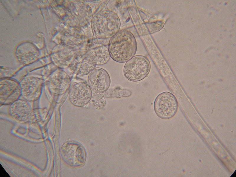 1000er ÖBG (19).JPG