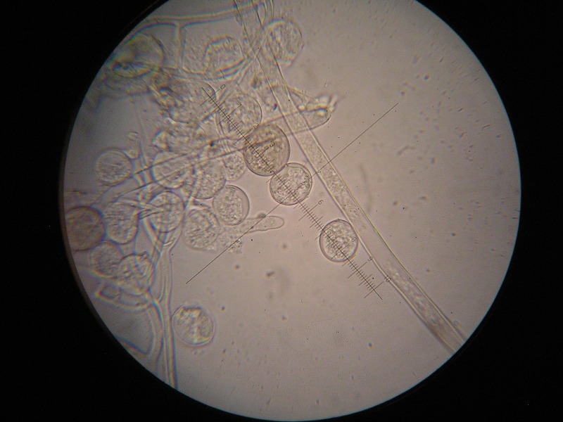 1000er ÖBG (23).JPG