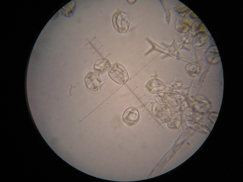 1000er ÖBG (18).JPG