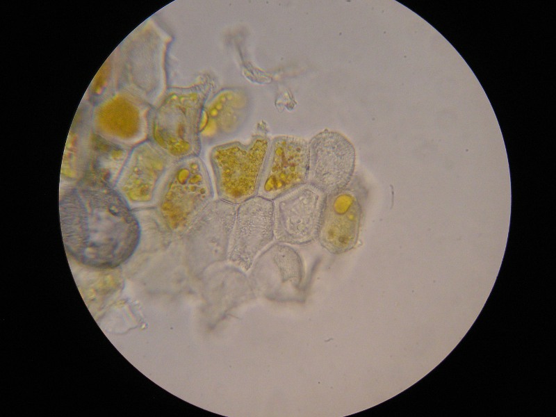 1000er Pettstadt (2).JPG