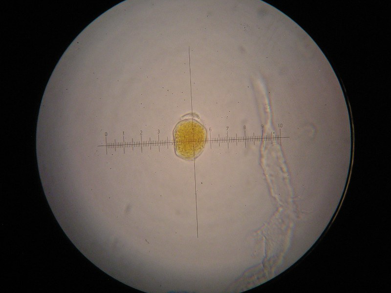 1000er Pettstadt (16).JPG