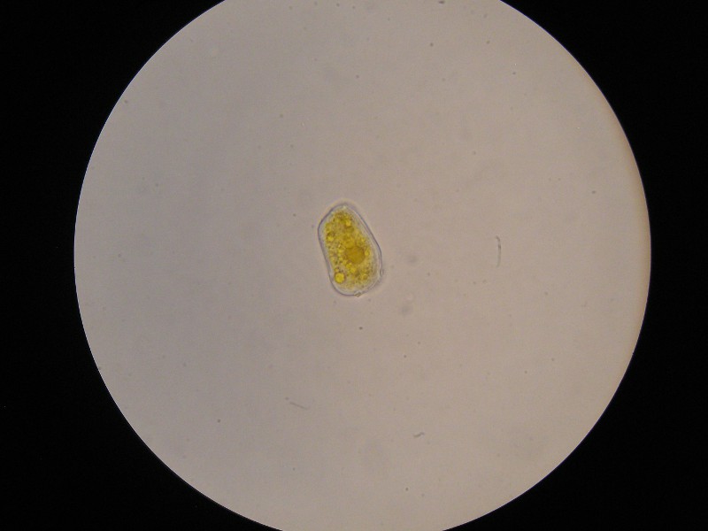 1000er Pettstadt (23).JPG