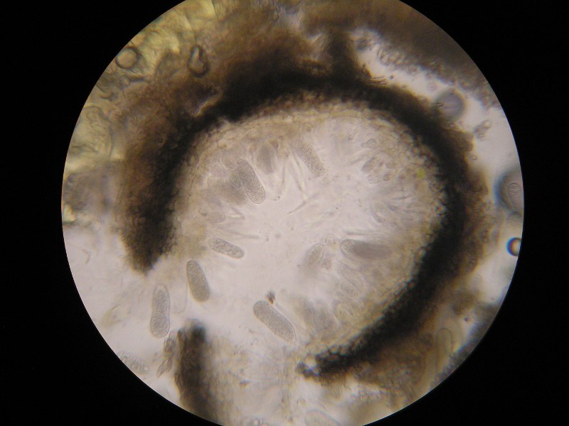 400er Limmers (1).JPG