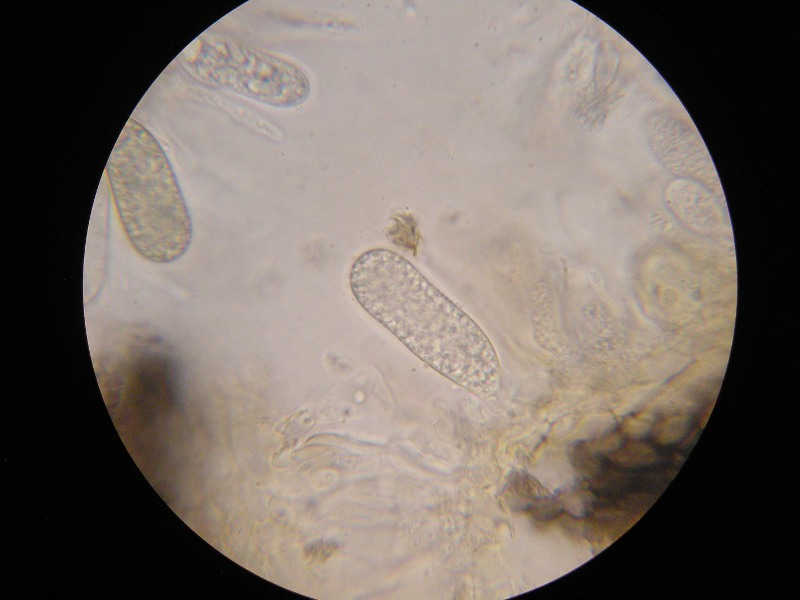 1000er Limmers (7).JPG