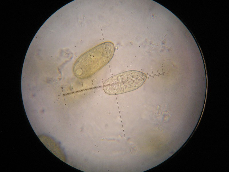 1000er Limmers (17).JPG