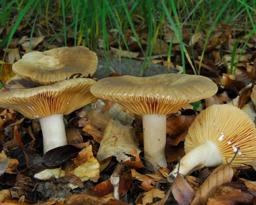 Lactarius_ruginosus001