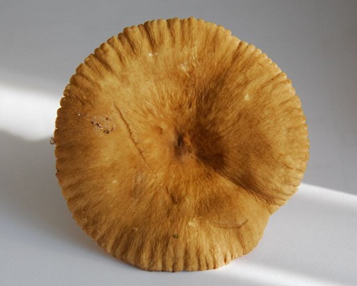 Lactarius_ruginosus002 der gekerbte Hutrand ist ein gutes Erkennungsmerkmal dieser Art.