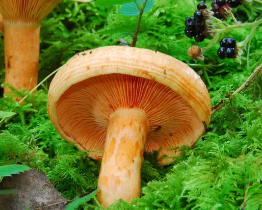 Lactarius_salmonicolor001