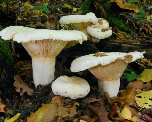 Lactarius_vellereus001