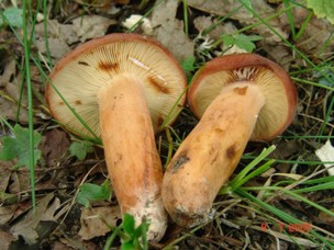 Lactarius volemus - Brätling