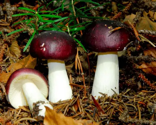 Russula_cavipes001