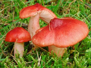 Russula_sanguinea