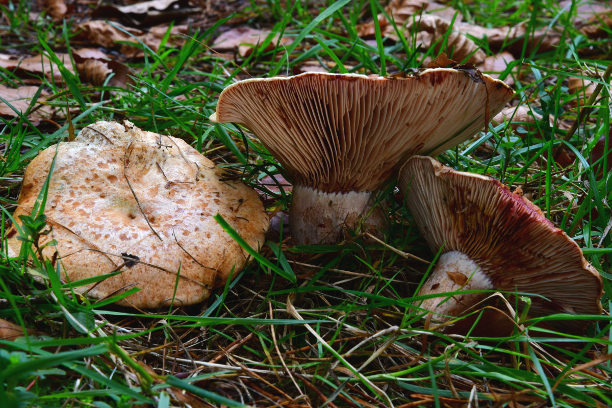 Lactarius sanguifluus.jpg -   Lactarius sanguifluus - Weinroter Kiefernreizker, Südlicher Blutreizker      ( Paulet 1793 ) Fries 1838    Klassifikation: Fungi, Dikarya, Basidiomycota, Agaricomycotina, Agaricomycetes, Russulales, Russulaceae, Lactarius   Mykorrhizapilz  - Symbiosepartner: Kiefernarten wie Pinus sylvestris und Pinus mungo.   Gefährdung: im Saarland zeigt die Art eine deutliche Rückläufigkeitstendenz. Sie findet sich auf der roten Liste der gefährdeten Arten unter RL 3 wieder.  Bemerkungen: Lactarius sanguifluus kann mit anderen kiefernbegleitetenden, rotmilchenden Lactariusarten verwechselt werden. Seine auffälligsten Merkmale sind die von Anfang an wein bis blutrote Milch und die violettroten Lamellen. Die ebenfalls unter Kiefern vorkommenden Lactarius semisanguifluus und Lactarius deliciosus sondern eine mehr orangefarbene bis karottenrote Milch ab. Auch fehlt diesen Arten der violettrote Schein in den Lamellen.    weitere Bilder von Lactarius sanguifluus    Fundort: Kirkel/Saarland   MTB: 6709/1  