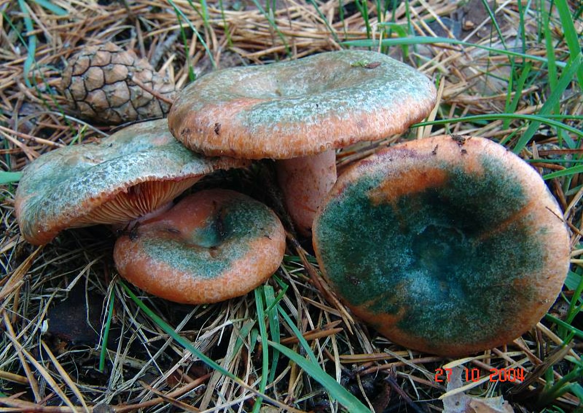 Lactarius_semisanguifluus Lactarius semisanguifluus - Spangrüner Kiefernreizker Heim et Léclair 1950 Klassifizierung: Fungi, Dikarya, Basidiomycota, Agaricomycotina, Agaricomycetes, Russulales, Russulaceae, Lactarius Mykorrhizapilz - Symbiosepartner: Pinus sylvestris - Gemeine Waldkiefer Gefährdung: im Saarland selten anzutreffen. Wird unter RL2 ( Stark gefährdet ) geführt. Bemerkungen: er kann mit einigen karottenrot milchenden Lactariusarten verwechselt werden. Exemplare die noch keine Grünfärbung zeigen werden von unerfahrenen Speisepilzsammlern oft mit dem Fichtenreizker verwechselt. Oftmals zeigen aber bereit ganz junge Exemplare eine deutlicheGrünfärbung der Huthaut. Fundort: Bexbach - Saarland