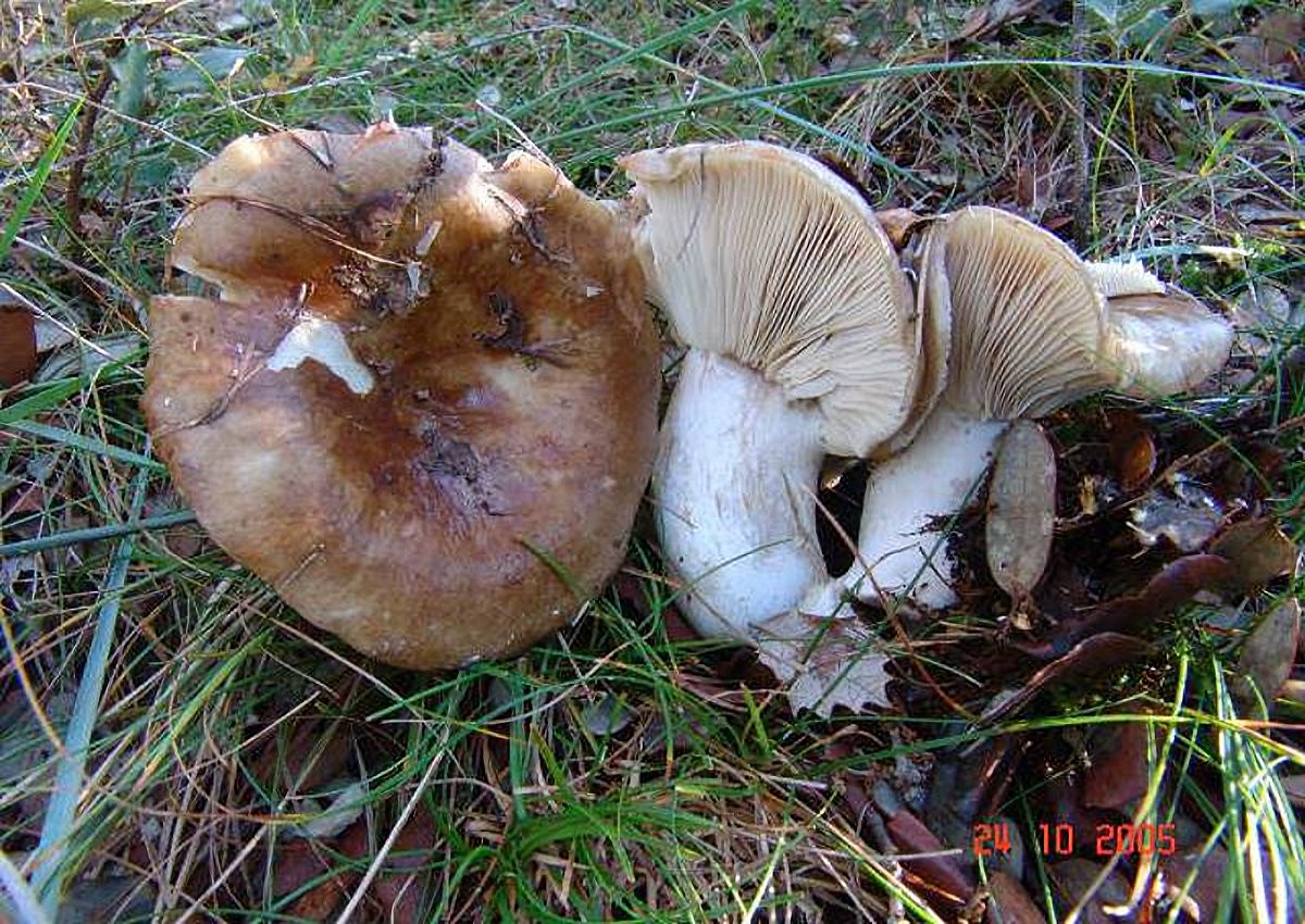 Russula_adusta Russula adusta - Rauchbrauner Schwärztäubling ( Pers.1801 : Fr.1821 ) Fr, 1825 Klassifizierung: Fungi, Dikarya, Basidiomycota, Agaricomycotina, Agaricomycetes, Russulales, Russulaceae, Russula Mykorrhizapilz - Symbiosepartner: Fichte, Kiefer Gefährdung: nicht häufig jedoch keine Gefährdung erkennbar. Bemerkungen: unter den Schwärztäublingen ist Russula adusta diejenige Art dessen Fleisch am wenigsten schwärzt. Ein vorhergehendes Röten ist oft nur sehr schwach bzw.gar nicht auszumachen. Fundort: bei Villafranca - Spanien