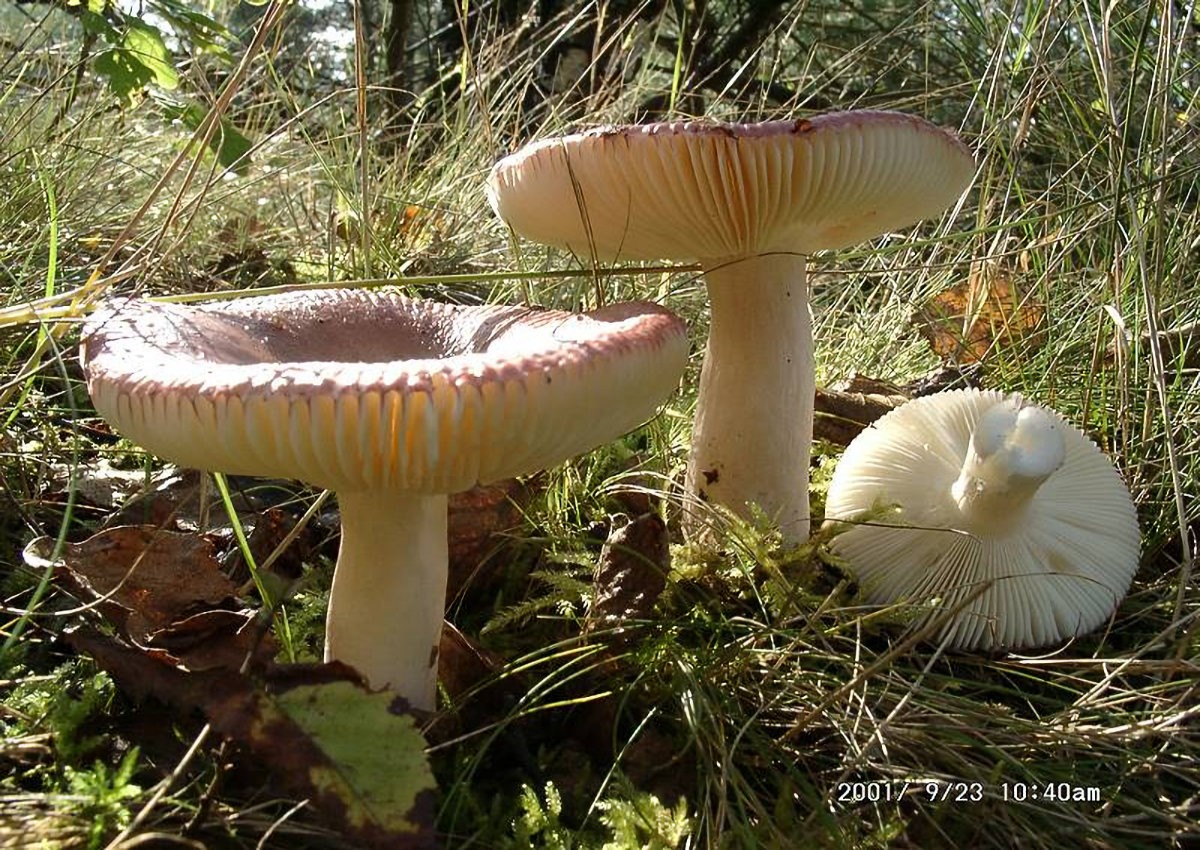 Russula_nitida Russula nitida - Milder Glanztäubling ( Pers.1801 : Fr.1821 ) Fr.1838 Klassifizierung: Fungi, Dikarya, Basidiomycota, Agaricomycotina, Agaricomycetes, Russulales, Russulaceae, Russula Mykorrhizapilz - Symbiosepartner: meist Birke, selten bildet die Art auch mit der Fichte eine Lebensgemeinschaft. Gefährdung: obwohl eine deutliche Rückläufigkeit zu erkennen ist, ist R. nitida derzeit noch nicht gefährdet. Bemerkungen: die Art liebt gut feuchte bis naße Standorte über sauren, nährstoffarmen Böden. Fundort: Bexbach - Saarland