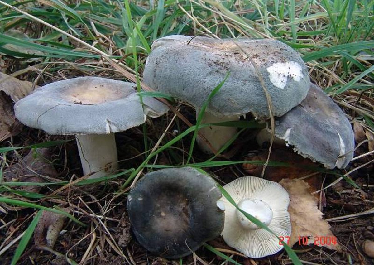 Russula_parazurea Russula parazurea - Blaugrüner Reiftäubling ( J.Schäffer 1931 ) Klassifizierung: Fungi, Dikarya, Basidiomycota, Agaricomycotina, Agaricomycetes, Russulales, Russulaceae, Russula Mykorrhizapilz - Symbiosepartner: vorzugsweise Eiche. Aber auch unter Birke, Hainbuche und Buche zu finden. Gefährdung: keine Gefährdung bekannt Bemerkungen: die Art ist sehr farbvariabel und in freiem Felde nicht immer leicht ansprechbar. Die typischen schorfig, mehlige Bereifung verliert sich bei älteren Exemplaren rasch. Fundort: Altstadt - Saarland