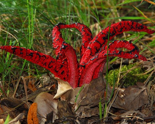 Clathrus_archeri010