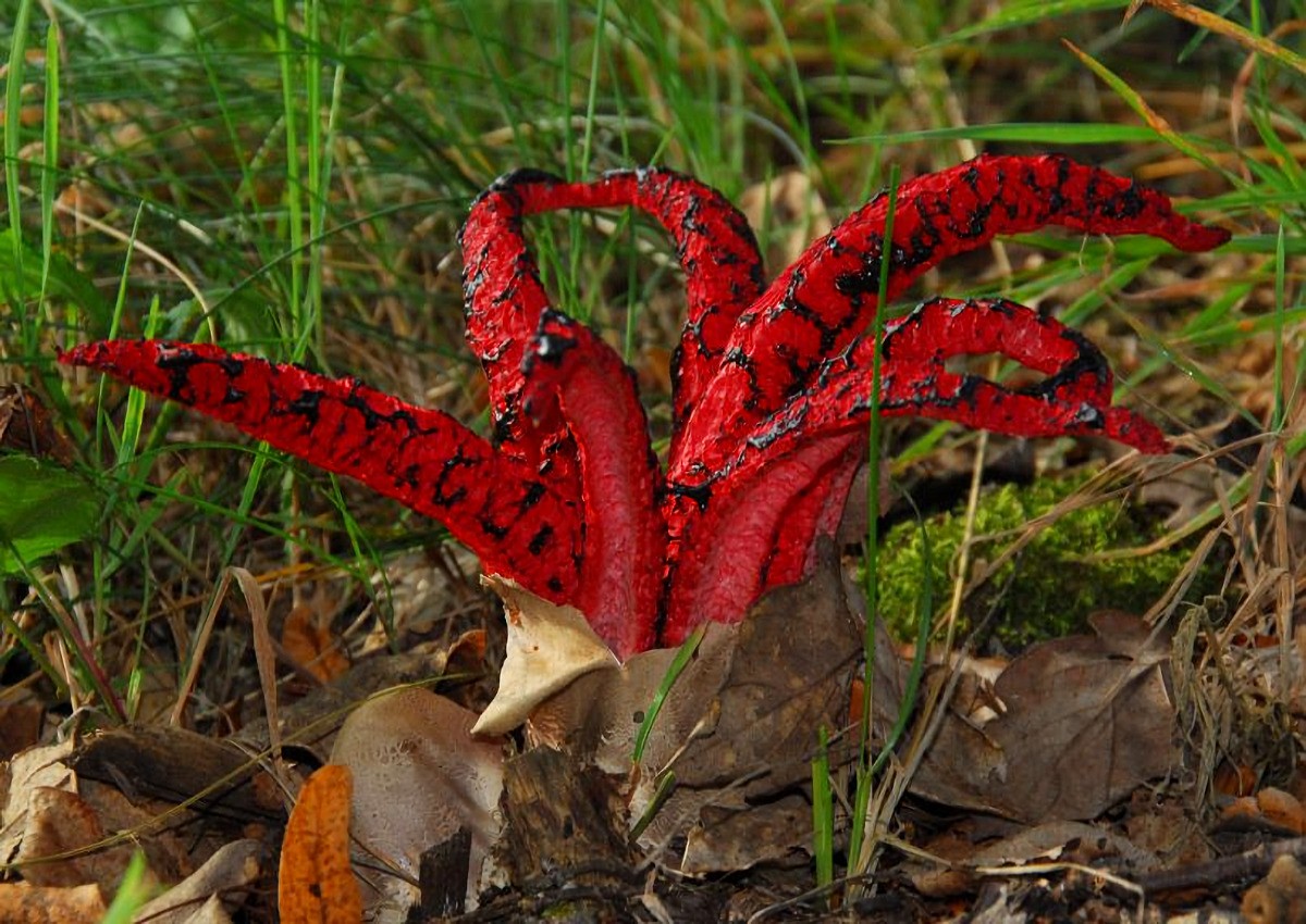 Clathrus_archeri Clathrus archeri - Tintenfischpilz ( Berkely 1860 ) Dring 1980 Klassifikation: Funghi, Dikarya, Basidiomycota, Agaricomycotina, Agaricomycetes, Phallomycetidae, Phallales, Clathraceae, Clathrus Saprobiont - Vorkommen: gerne in Wäldern, auf Rindenmulch bzw. Holzschnitzeln, in Feuchtwiesen und auf montanen Viehweiden . Gefährdung: in der ganzen BRD mittlerweile weit verbreitet und gar nicht mehr so selten. Zur Zeit keine Gefährdung bekannt. Bemerkungen: die Art ist aus dem australisch/neuseeländischen Raum vermutlich mit Schafswolle eingewandert. Das erste mal tauchte er 1914 in den Vogesen auf und hat seitdem einen bespiellosen Siegeszug in Europa angetreten. In vielen Ländern ist er mittlerweile verbreitet. 1934 wurde er erstmalig in Deutschland gesichtet ( Roth bei Karlsruhe ). Heute geht seine nördlichste Verbreitung bis Südschweden, Südnorwegen, im Osten wurde er schon aus der Ukraine gemeldet. Mittelitalien, Nordspanien und Sardinien stellen zur Zeit die südlichsten Verbreitungsgebiete dar. Die hier gezeigten Aufnahmen gelangen mir durch einen Hinhweis eines Vereinsmitgliedes. Am Standort auf Holzhäcksel waren einige Hundert Fruchtkörper und Hexeneier zu sehen. Ein toller Anblick, obwohl es dort quasi zum Himmel stank. Der Pilz mutet an wie ein Wesen von einem anderen Stern und so verwundert es mich nicht das er den nicht pilzkundlich interessierten Menschen immer noch in Erstaunen versetzt. weitere Bilder von Clathrus archeri - bitte hier anklicken Fundort : Homburg - Jägersburg ( Saarland ) GPS - Daten und Karte angefügt.