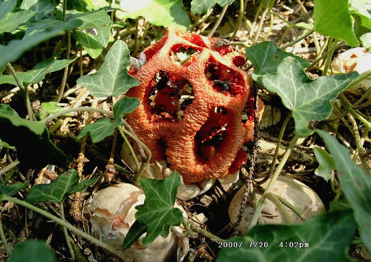 Clathrus_ruber Clathrus ruber - Scharlachroter Gitterling Battarra 1755 : Pers.1801 Klassifikation: Funghi, Dikarya, Basidiomycota, Agaricomycotina, Agaricomycetes, Phallomycetidae, Phallales, Clathraceae, Clathrus Saprobiont - Vorkommen: gerne in Parkanlagen auf Rindenmulch. Gerne in der Nähe mediterraner Pflanzen. Gefährdung: in der ganzen BRD unter RL4 ( potentiell gefährdet) geführt. Bemerkungen: Dieser, im Mittelmeergebiet häufigere Pilz, ist in Deutschland nur ein seltener Gast. Clathrus ruber ist leider nicht sehr Standorttreu. weitere Bilder von Clathrus ruber - bitte hier anklicken Fundort: Weinheim - Baden - Württemberg