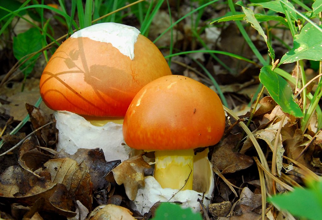 Amanita caesarea - Kaiserling
