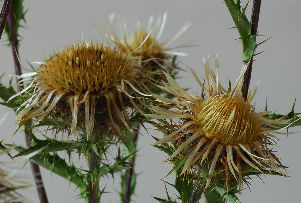 Carlina vulgaris - Golddistel
