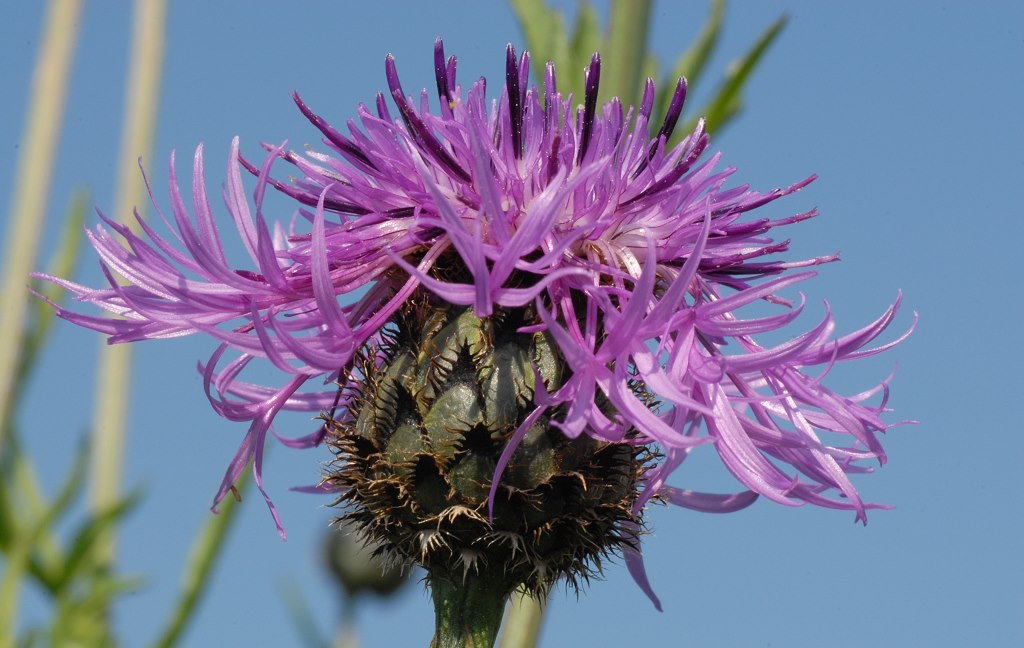 Centaurea jacea - gewöhnliche Flockenblume
ich finde das gewöhnlich  klingt irgendwie etwas abwertend für diese schöne Wildpflanze. 
